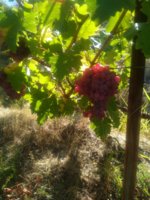 EC69A2C5-912E-48CA-9363-CB9E5C9FF542.jpeg