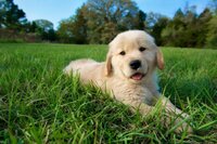 golden_retriever_kopek-7-600x398[1].jpg