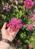 IMG_20200712_141544.jpg