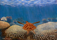 Peter-Gerasimon-Under-The-Sea-Coral-Marine[1].jpg