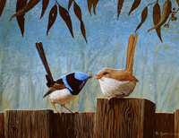 Peter-Gerasimon-Blue-Wren-Gorgeous[1].jpg