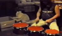 giphy[1].gif