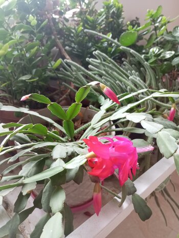 IMG_20250105_132259.jpg