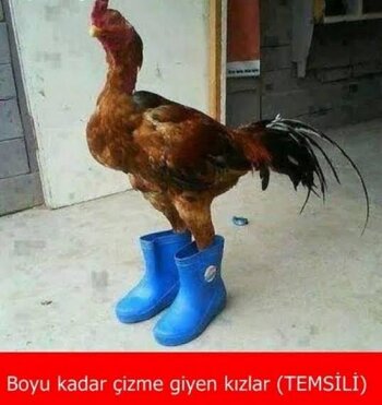 1738744933831.jpeg
