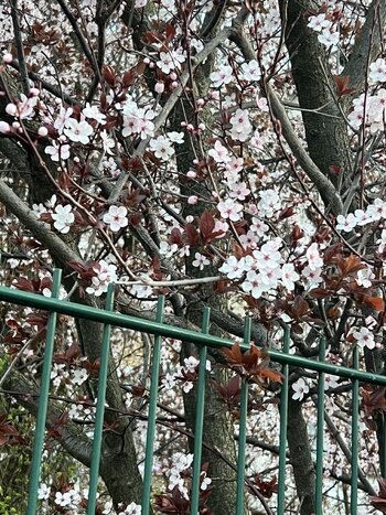 IMG_5167.jpeg