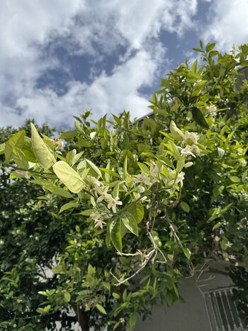 IMG_1991.jpeg