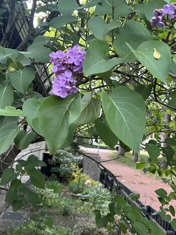 IMG_5596.jpeg