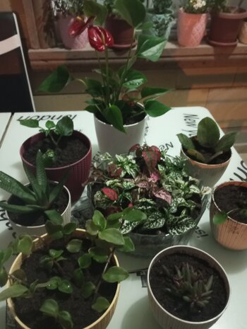 IMG_20250511_195758.jpg