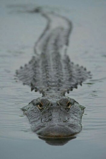 Crocodilo.jpg