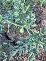 F2A54BC5-64A1-4480-A7B1-4CFA7791FB89.jpeg