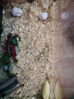 IMG_20200805_121316.jpg