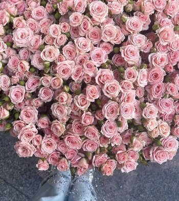 IMG_3986.jpeg