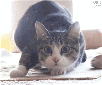 95ed4d7d798cfc2ceed96d969689009f.gif