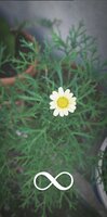 IMG_20200814_135557_184.jpg