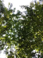 IMG_20200816_173001.jpg