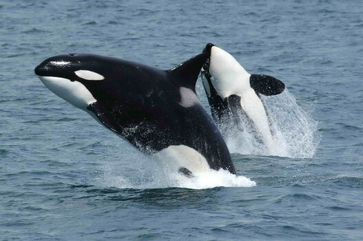 Killerwhales_jumping.jpg Killerwhales_jumping.jpg
