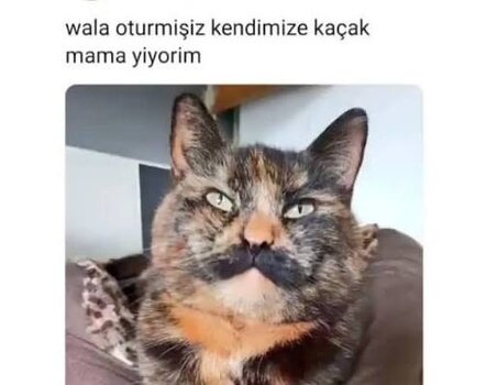 IMG_2367.jpeg