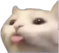 dil-atan-kedi.webp