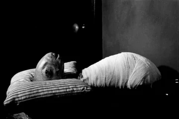 Eraserhead.webp