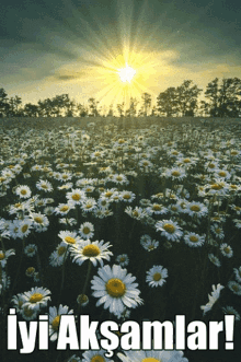1780071504048.gif 1780071504048.gif