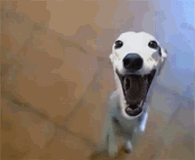 1000277852.gif
