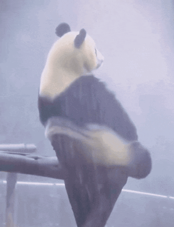 1783031154906.gif