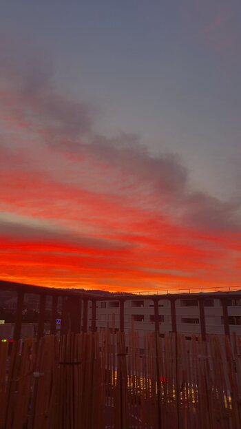 IMG_2950.jpeg