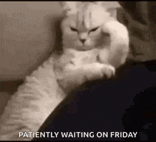 1784728562965.gif