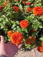 IMG_20200908_151921.jpg