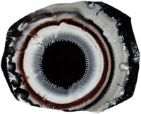 ece-768x619.png ece-768x619.png