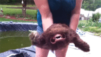 ada.gif