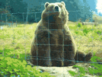 ASAD.gif