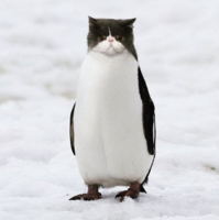 1585214839460.png 1585214839460.png