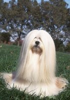 uzak-dogulu-dovus-hocalarina-benzeyen-kopek_1508822.jpg