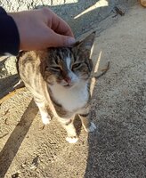 kedi.jpg