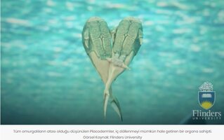 Ekran görüntüsü 2020-12-20 154633.jpg Ekran görüntüsü 2020-12-20 154633.jpg