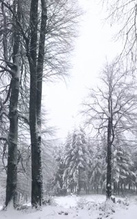 C88263CB-3073-442F-BFEE-DF607E0A4F61.jpeg