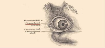 insan-vucudunda-evrimin-izlerine-yedi-ornek-1.jpg insan-vucudunda-evrimin-izlerine-yedi-ornek-1.jpg