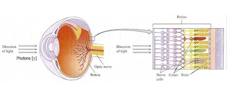 insan-vucudunda-evrimin-izlerine-yedi-ornek-3.jpg insan-vucudunda-evrimin-izlerine-yedi-ornek-3.jpg