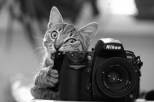 animals-with-camera-helping-photographers-8__880.jpg