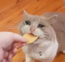 1618855706373.png