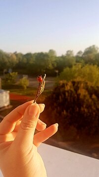 IMG_20210504_095658_939.jpg
