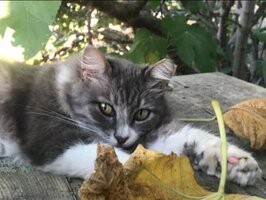 sadece kedi.jpg