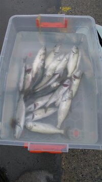 IMG_20210531_121237 (Medium).jpg
