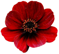 1590243050535.png