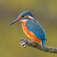 800px-Common_Kingfisher_Alcedo_atthis.jpg 800px-Common_Kingfisher_Alcedo_atthis.jpg