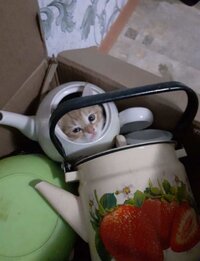 Screenshot_20220128-080625_Chrome.jpg
