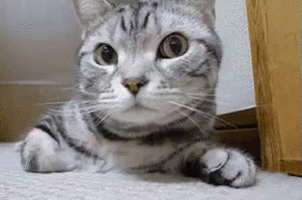 1655119179853.gif