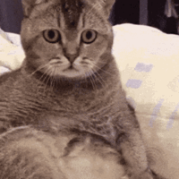 cat-confused.gif