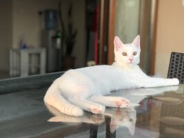 IMG_3654.jpg
